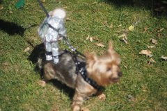 HOUND-OF-VALINOR-2_800